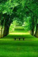 /album/fotogallerij/beautiful-green-nature-peace-favim-com-246013-jpg/