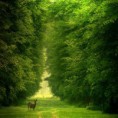 /album/fotogallerij/forest-green-nature-favim-com-187267-jpg1/